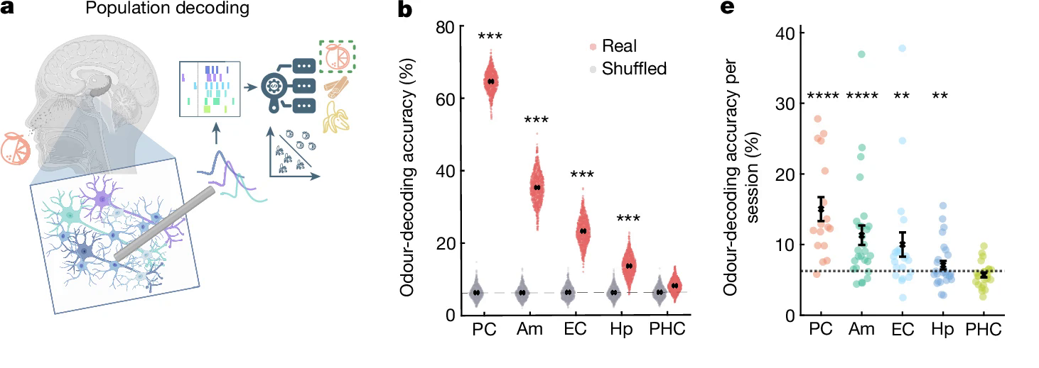 Trong não bộ bạn có những "neuron chuối", sinh ra chỉ để ngửi mùi chuối, và cả "neuron hoa sữa" nữa, liệu bạn có thể "tắt" chúng đi không?- Ảnh 10.