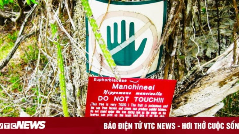 Manchineel - loài cây nguy hiểm nhất thế giới