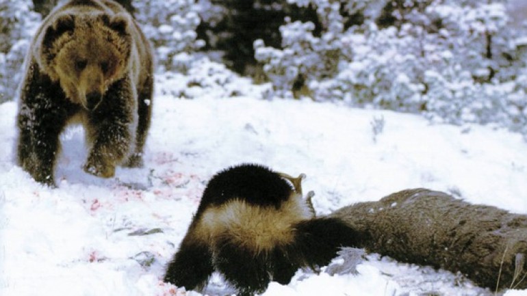 Chồn sói wolverine: Loài vật siêu hung dữ, có khả năng săn con mồi có kích thước lớn gấp sáu lần kích thước của chính nó!