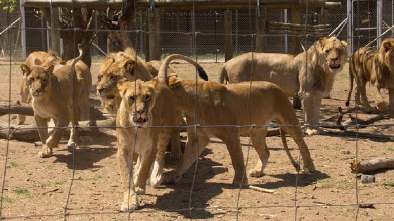 Sư tử được nuôi thương mại ở Nam Phi, với số tiền kiếm được lên tới 42 triệu USD mỗi năm!