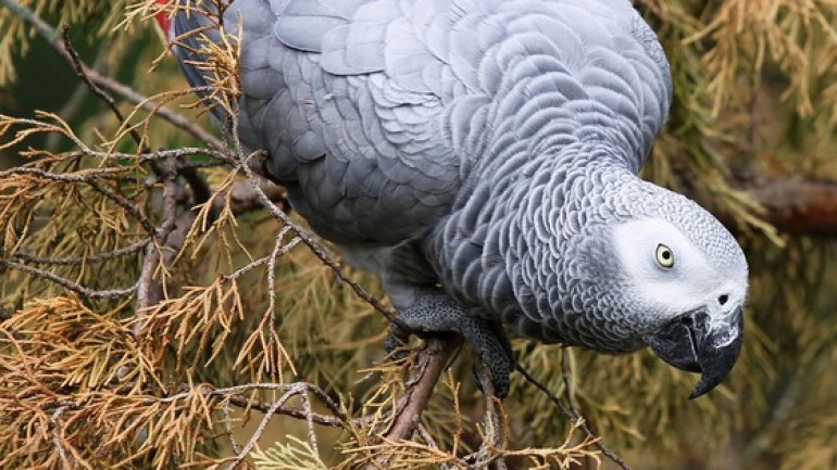Sở thú ở Anh triển khai kế hoạch mới để hạn chế việc chửi thề không ngừng của vẹt!