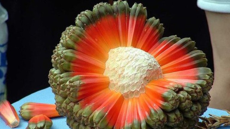 Những loại trái cây kỳ lạ nhất trên hành tinh của chúng ta!