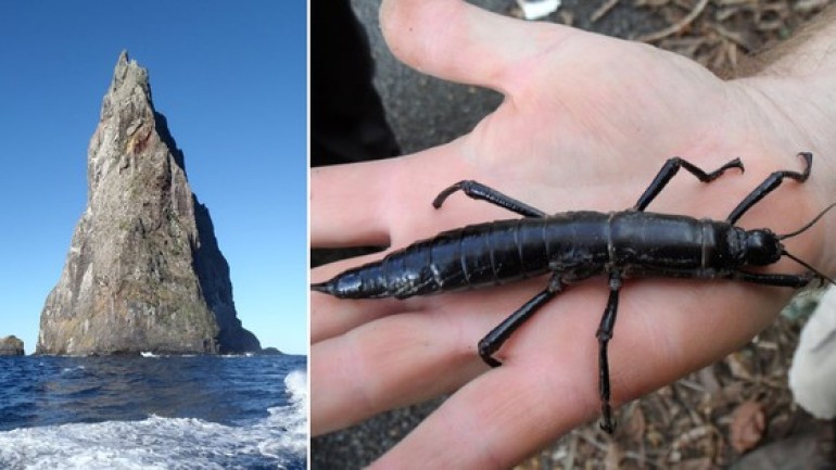 Bãi biển cao nhất thế giới, nơi sinh sống của loài côn trùng có hành vi cực kỳ bất thường