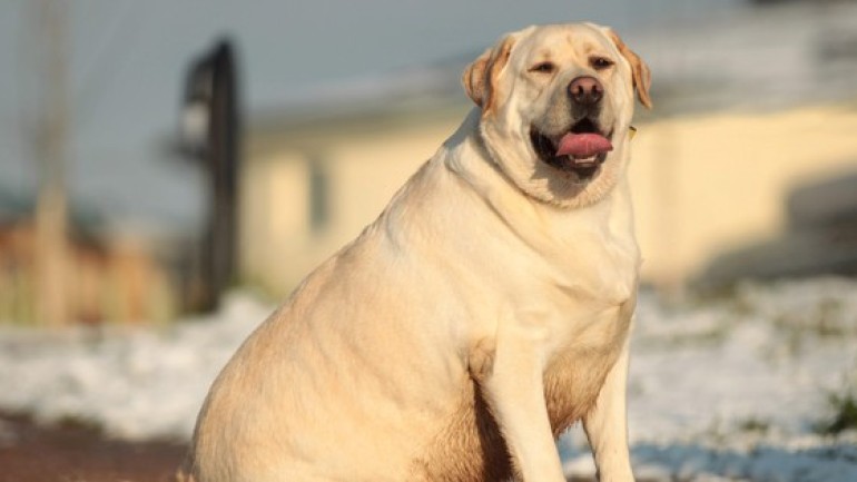 Chó tha mồi Labrador có một gen kỳ lạ, khiến chúng lúc nào cũng đói và dễ béo