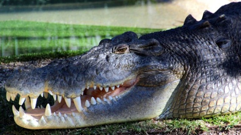 Cá sấu nước mặn là loài cá sấu lớn nhất và có vết cắn mạnh nhất trên Trái Đất