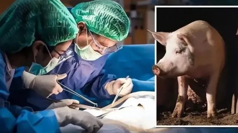 Ca ghép tim lợn đầu tiên trên thế giới được diễn ra như thế nào?
