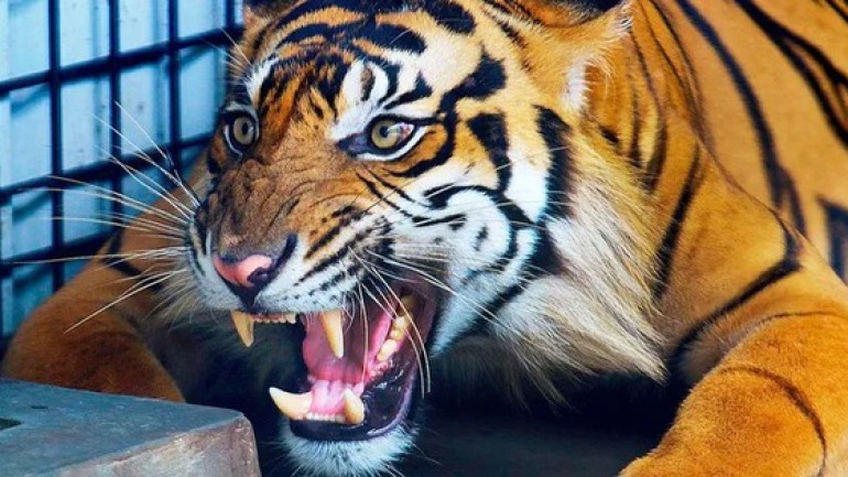 Hổ Java xuất hiện trở lại sau 36 năm tuyệt chủng?