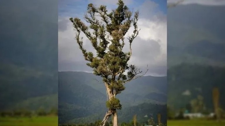 Độc đáo 'cây biết đi' ở New Zealand