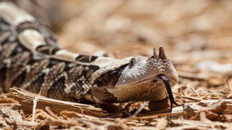 Loài rắn nào sở hữu tốc độ nhanh nhất hành tinh? Hé lộ 8 'kẻ săn mồi trong bóng tối'