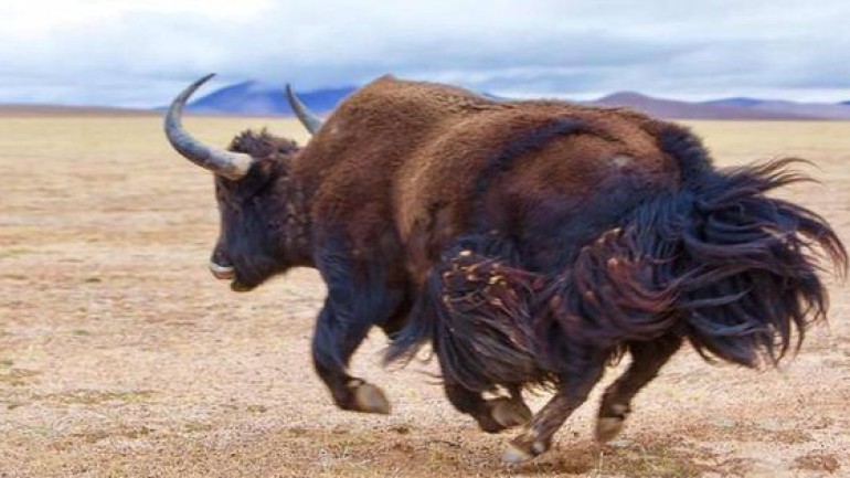 Tại sao những người chăn nuôi lại muốn bò yak nhà lai tạo với bò yak hoang dã?