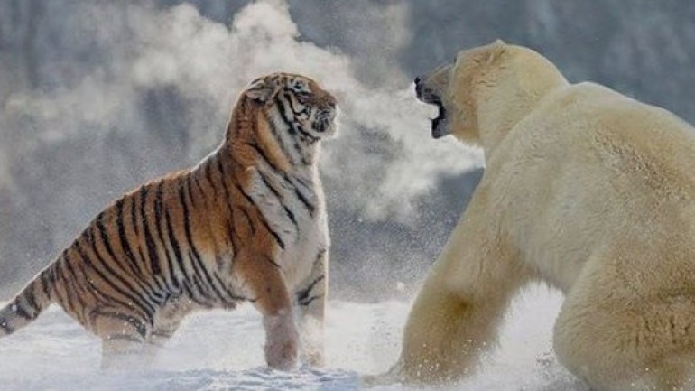 Tại sao có gấu Bắc Cực mà không có hổ Bắc Cực?