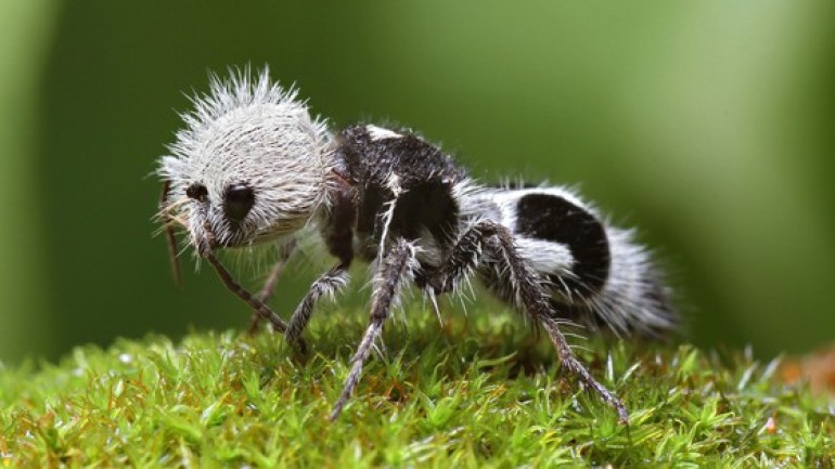 Panda ant: Dù có tên gọi là kiến, nhưng thực chất chúng lại là những con ong bắp cày