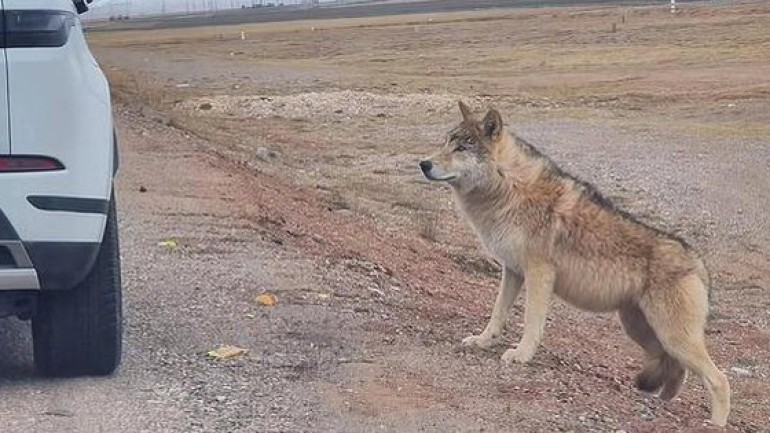 Ngày càng có nhiều con sói lớn ở Hoh Xil dần biến thành 'chó Husky'