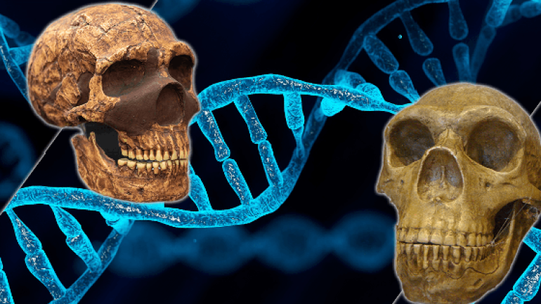 Tất cả chúng ta đều mang DNA của người Neanderthal và Denisovan và đây là cách điều đó ảnh hưởng đến chúng ta