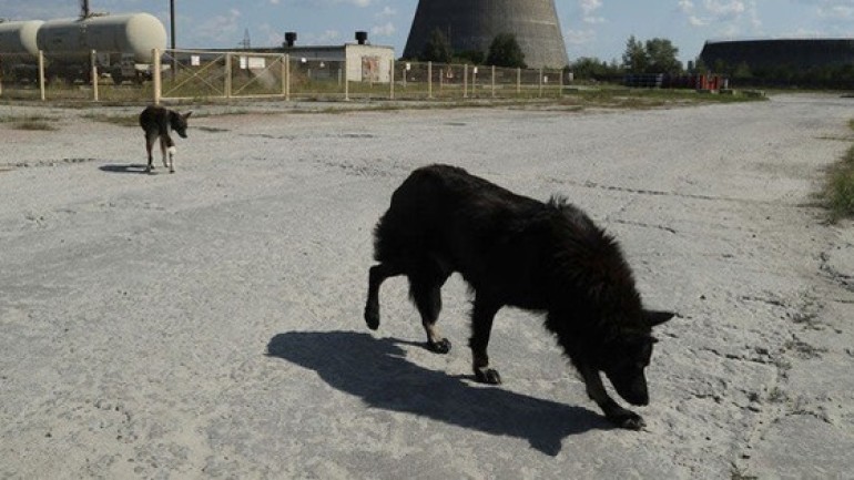 Tại sao những con chó tại Chernobyl trải qua quá trình tiến hóa vô cùng nhanh chóng?