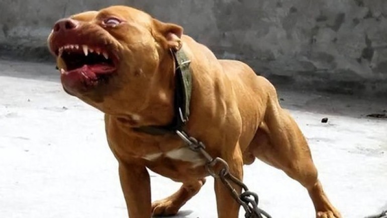 Chó ngao Tây Tạng, chó Pitbull và linh cẩu châu Phi, hiệu quả chiến đấu của ba loài động vật được xếp hạng như thế nào?