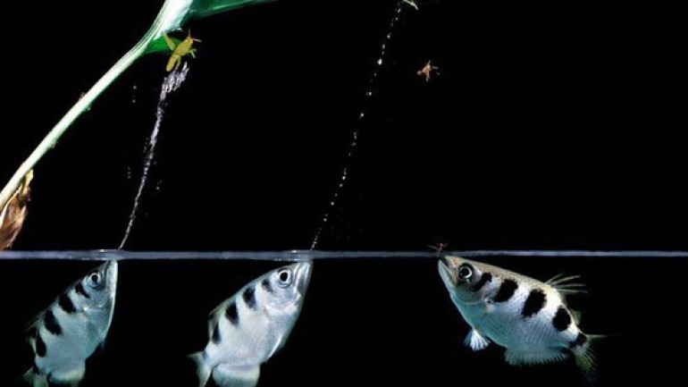 Vì sao cá Archerfish lại được mệnh danh là tay bắn tỉa dưới nước này có độ chính xác gần như hoàn hảo?