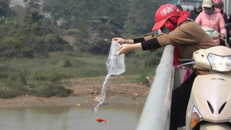 Cá chép thả từ độ cao 20 mét xuống nước có còn sống được không?