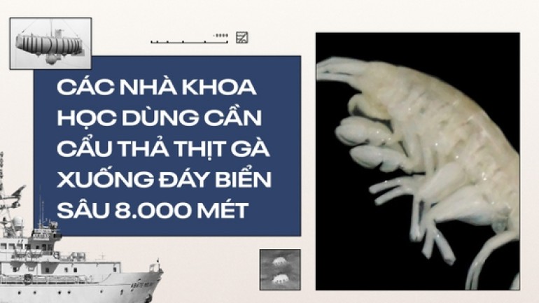 Các nhà khoa học dùng cần cẩu thả thịt gà xuống đáy biển sâu 8.000 mét: Họ định câu gì ở Rãnh Atacama, một trong những 